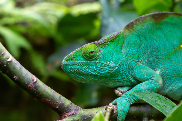 One green chameleon on a branch in close-up - Foto, afbeelding