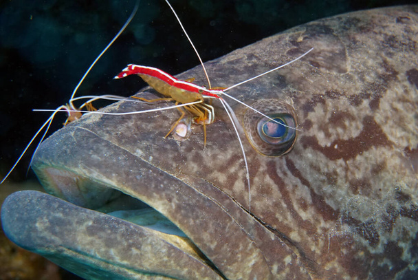κόκκινη γαρίδα και μεγάλη πέτρα grouper σε κοραλλιογενείς υφάλους - Φωτογραφία, εικόνα