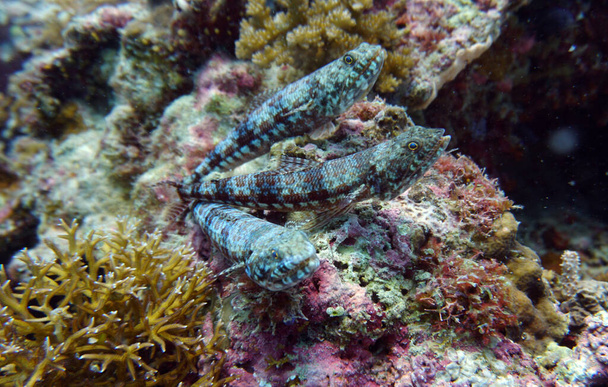 organismos vivos incríveis e peixes do mundo subaquático
 - Foto, Imagem