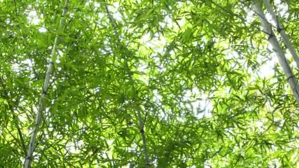 Бамбуковий ліс (Арашіяма, Кіото, Японія). - Кадри, відео