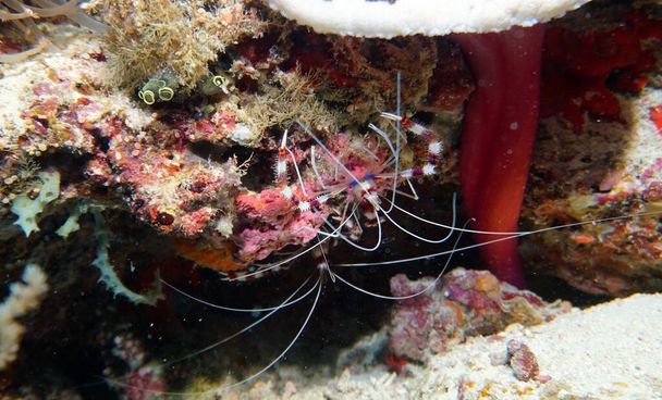 удивительные живые организмы и рыбы подводного мира
 - Фото, изображение