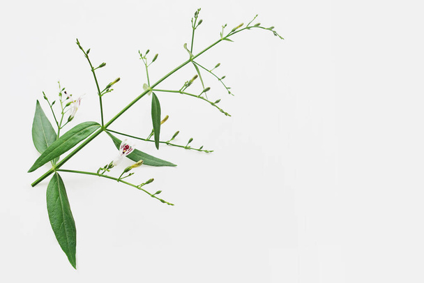 Primo piano della pianta erboristica tradizionale Kariyat o fiori di chireta verde (Andrographis paniculata) con foglie verdi su bianco. La pianta ha trovato la capacità di sopprimere il coronavirus COVID-19
. - Foto, immagini