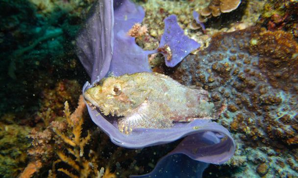 incredibili organismi viventi e pesci del mondo sottomarino
 - Foto, immagini