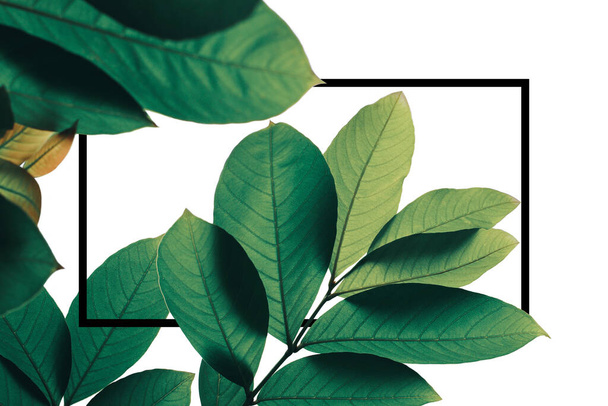 Abstraktní tropické zelené listy vzor rozložení přírodního rámu na bílém pozadí, svěží listoví lesních listů tropické rostliny na jaře. - Fotografie, Obrázek