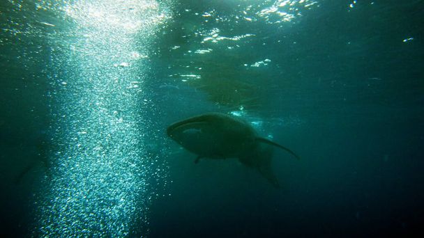 requin baleine grimpé à la surface à la recherche de plancton
                                - Photo, image