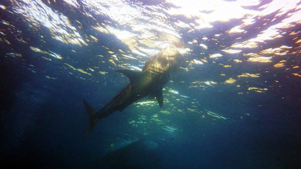  tubarão-baleia subiu à superfície em busca de plâncton
 - Foto, Imagem