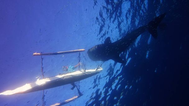  φάλαινα καρχαρίας ανέβηκε στην επιφάνεια σε αναζήτηση πλαγκτόν - Φωτογραφία, εικόνα