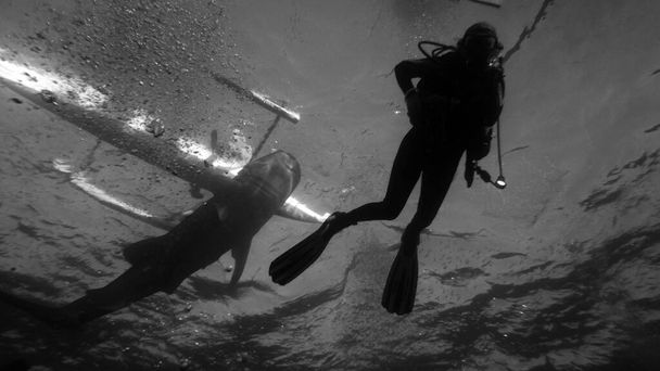 sukeltaja uivan valashain taustalla
 - Valokuva, kuva