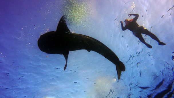 búvár egy úszóbálna cápa hátterében                                - Fotó, kép
