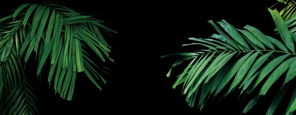 Тропические листья пальмы тропических листьев на черном фоне, декоративные пальмы в тропическом саду
. - Фото, изображение