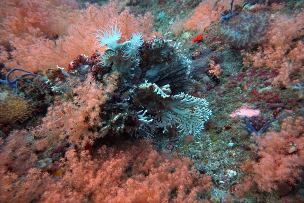 verbazingwekkende levende organismen en vissen van de onderwaterwereld - Foto, afbeelding