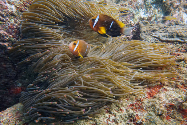 organismos vivos incríveis e peixes do mundo subaquático
 - Foto, Imagem