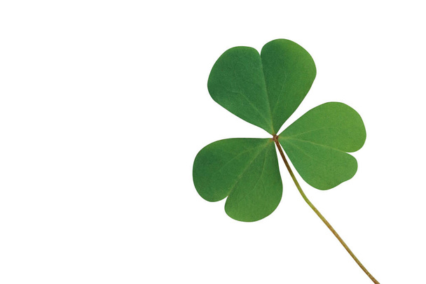 Three heart-shaped leaflets of lemon clover or yellow woodsorrel (Oxalis spp.) a herbaceous ground cover weed plant resemble a clover in shape isolated on white background, clipping path included. - Photo, Image