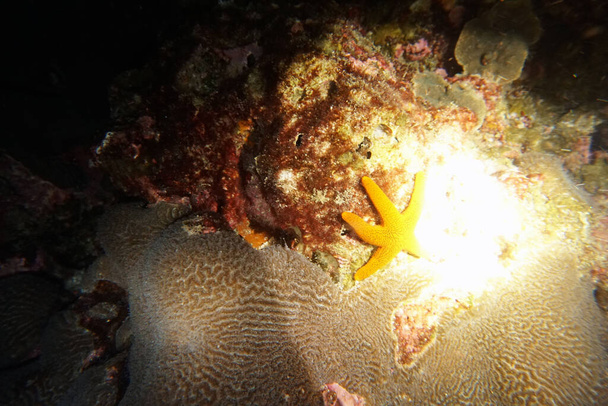 csodálatos élő szervezetek és halak a víz alatti világ - Fotó, kép