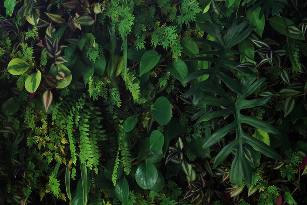 Függőleges kert természet háttér, élő zöld fal beltéri kert különböző trópusi esőerdők lombozat növények (ördög borostyán, páfrányok, philodendron, peperomia, és inch növény) sötét alapon. - Fotó, kép