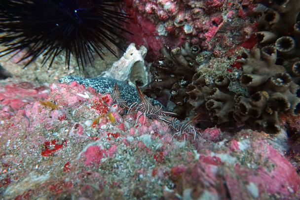 удивительные живые организмы и рыбы подводного мира
 - Фото, изображение