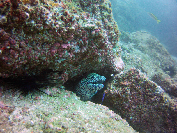 anguilas morena verde asomándose de un visón
 - Foto, imagen
