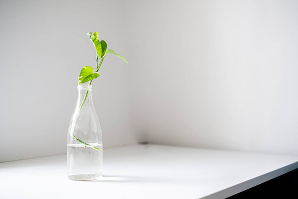 de eigen tuin, een eenvoudige glazen fles met een plant op de plank thuis, minimalistische conceptstijl - Foto, afbeelding