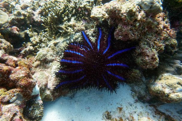 estrela-do-mar roxo-preto em corais no mar
 - Foto, Imagem