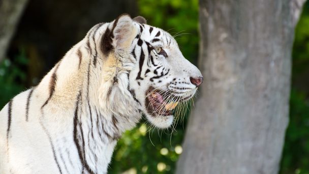 Tigre branco
 - Foto, Imagem