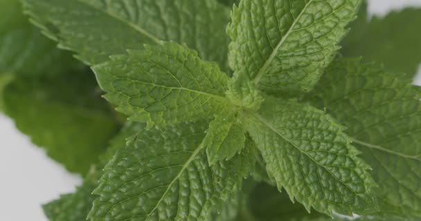 Fresh Mint leaves rotating. Spearmint, Mentha spicata. Top view Close up - Footage, Video