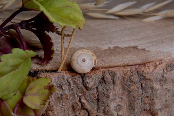 Brown colored snail, on tree trunk, age rings, lines, plants, water drops, macro photography - Photo, Image