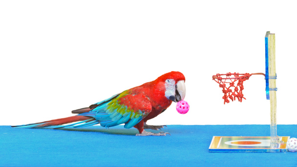 Ara spielt Basketballspielzeug isoliert auf weißem Grund - Foto, Bild