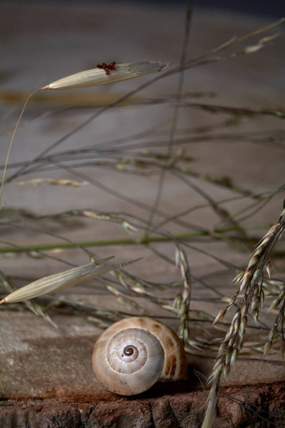 Escargot brun, sur tronc d'arbre, anneaux d'âge, lignes, plantes, macrophotographie
 - Photo, image