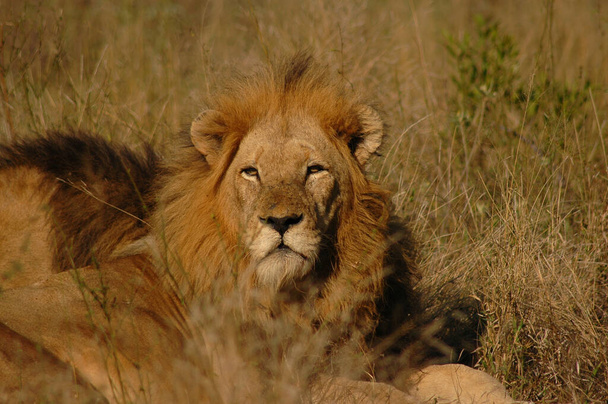 Close-up van een leeuw wakker kort na zonsopgang, Londolozi Private Game Reserve, Kruger National Park, Zuid-Afrikaanse - Foto, afbeelding