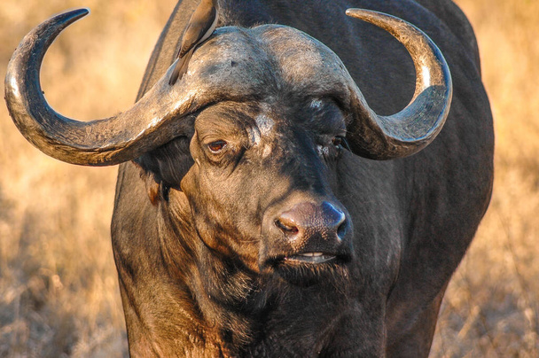 Close-up de um Buffalo Africano (aka., Cape buffalo) (Syncerus caffer) no mato sul-africano, perto do acampamento Satara, Kruger National Park, África do Sul
 - Foto, Imagem