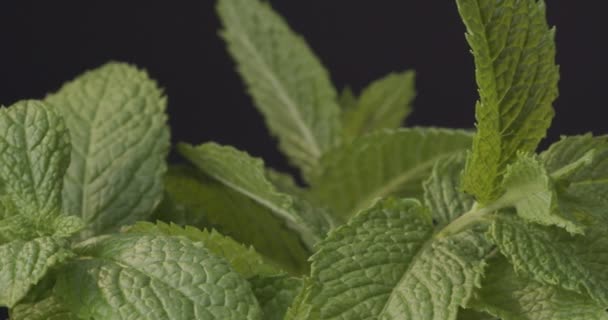 Fresh Mint leaves rotating. Spearmint, Mentha spicata. Macro shot - Footage, Video