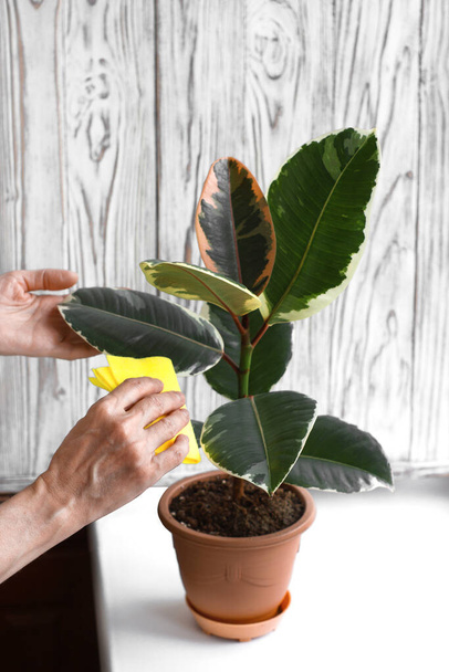 Eine Frau wischt mit einem gelben, nassen weichen Tuch Staub von den Blättern. Die richtige Pflege der Indoor-Gummibaum-Pflanze (ficus elastica). Weiße Holzstruktur auf dem Hintergrund. Vertikales Bild. - Foto, Bild