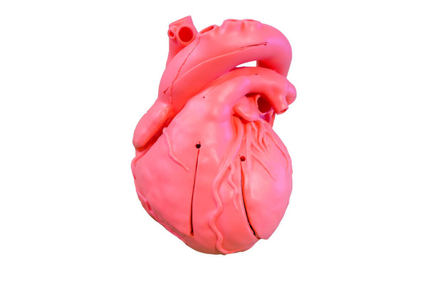 Anatomie model siliconen type van het cardiovasculair systeem voor gebruik in het medisch onderwijs, geïsoleerd op witte achtergrond - Foto, afbeelding