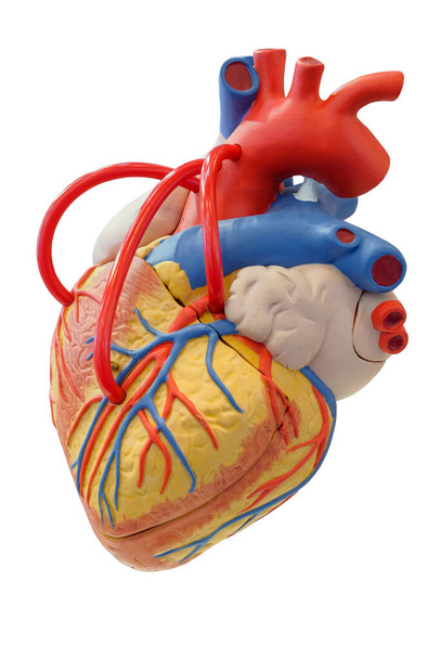Modèle d'anatomie du système cardiovasculaire pour l'enseignement médical, isolé sur fond blanc
 - Photo, image