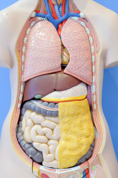 Anatomický model vnitřních orgánů lidského těla pro použití v lékařském vzdělávání. - Fotografie, Obrázek