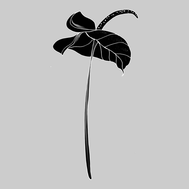 Calla lily flower, bud and leaves in black. Single tropical flower isolated on a white background. Floral design elements in contour style with ornate calla lilies for summer design and coloring book. - Vector, Image