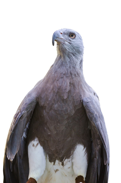 Lesser Fish Eagle ( Ichthyophaga humili ) - Photo, Image