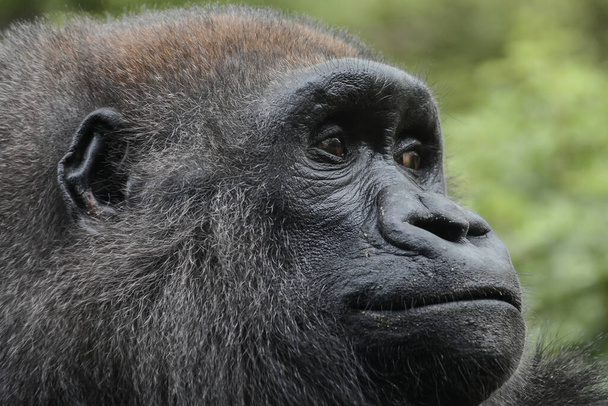 Západní série portrétů gorily nížinné - Fotografie, Obrázek
