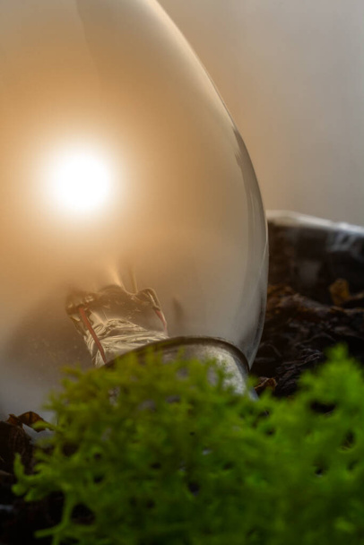 Glass base of an incandescent lamp, without electricity, lying in the ground, with moss in the foreground - Photo, Image