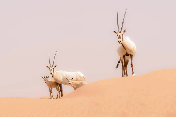 Famiglia Oryx tra le dune della Dubai Desert Conservation Reserve, Emirati Arabi Uniti
 - Foto, immagini
