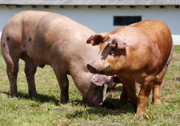 畜産農家の農村で飼育されている国産豚 - 写真・画像