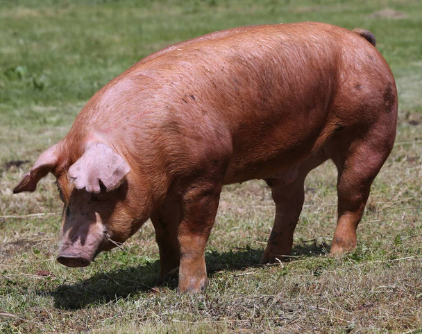 Разведение домашних свиней на животноводческой ферме
 - Фото, изображение