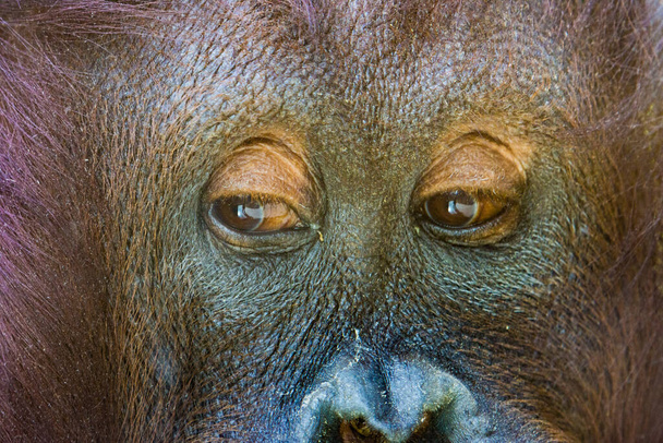 Orang-Utan aus nächster Nähe (auch Orang-Utan, Orang-Utan oder Orang-Utan genannt), Menschenaffen aus Indonesien und Malaysia - Foto, Bild