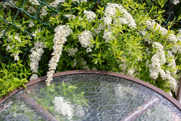 Гілка білої спіреї звисає над скляним столом. Колір весняного листя. Фон білих квітів
. - Фото, зображення