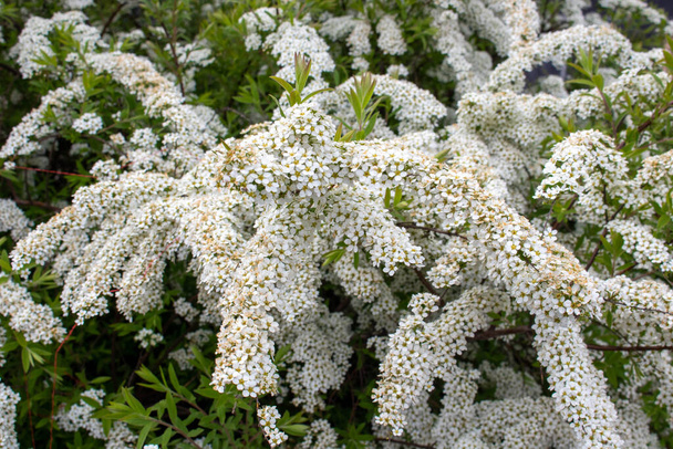 Der weiße Spirea Bush. Frühling Laubfärbung. Hintergrund der weißen Blumen. - Foto, Bild