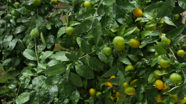 Сад с мандаринами. Ветви с желтыми, зелеными, оранжевыми мандариновыми фруктами. Капли дождя на листве
. - Кадры, видео