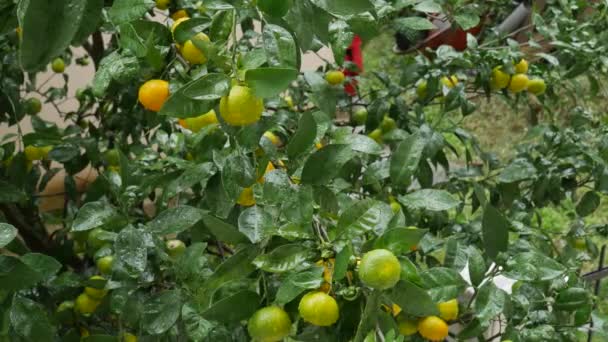 Jardim de árvore de tangerina. Ramos com frutos de tangerina amarelos, verdes e laranja. Gotas de chuva na folhagem
. - Filmagem, Vídeo