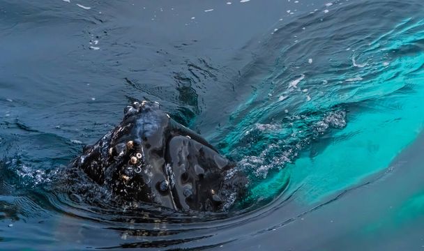 Тесная встреча с группой горбатых китов в водах у западного побережья Земли Грэма на Антарктическом полуострове, Антарктида
. - Фото, изображение
