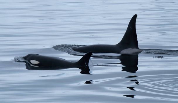 Encontro próximo com baleias assassinas (Orcinus orca) alimentadas nas águas geladas ao longo da costa da Península Antártica, Antártica
 - Foto, Imagem