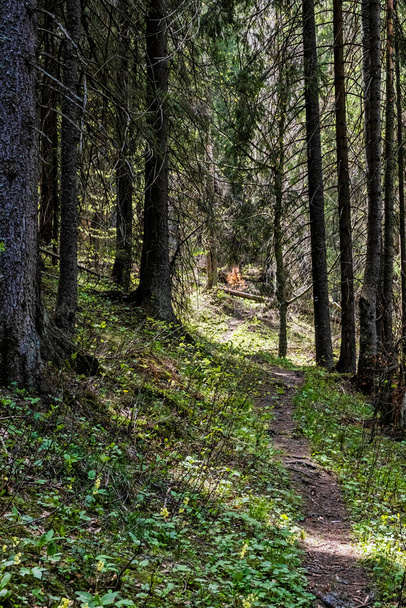 Tûlevelû erdõ az Alacsony-Tátra hegységében, Szlovák Köztársaság. Tavaszi jelenet. Túrázás téma. - Fotó, kép